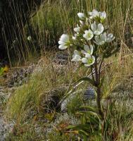 Albums/20060200-New Zealand 2006/20060317-Cook/38